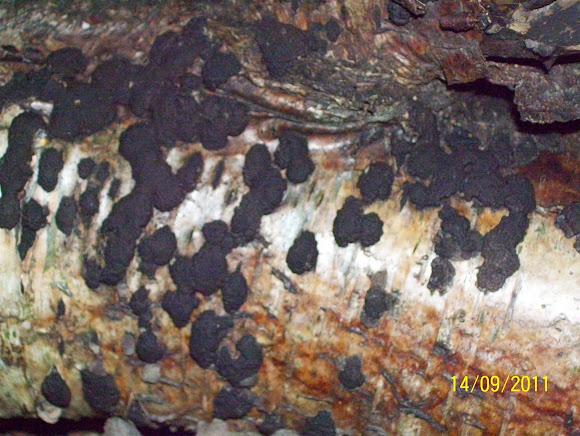Spotting Image 1