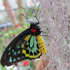 Cairns Birdwing