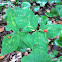 Trillium