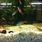 Neon tetra