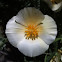 White CA poppy