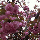 Kwanzan Cherry
