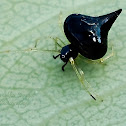 Tangle-web spider/ Black Pearl Spider