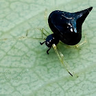 Tangle-web spider/ Black Pearl Spider