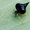 Tangle-web spider/ Black Pearl Spider