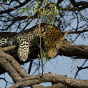 Leopard