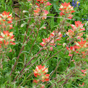 Indian paintbrush