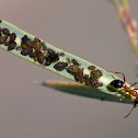unknown ant with melon aphids
