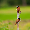 Black-headed Munia