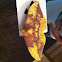 Imperial Moth
