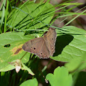 Northern Pearly-Eye