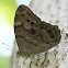 Northern Pearly-Eye