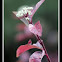 Red Osier Dogwood