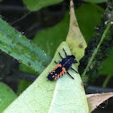 Harlequin ladybird larva