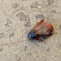 Unknown cockroach