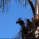 Eastern Grey Squirrel