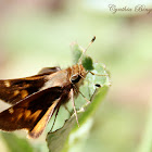 Rural Skipper