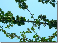 P1070097