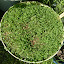 Red Clover