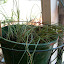 Chives