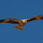 Whistling Kite