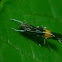 Cosmet Moth