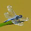 Spangled Skimmer