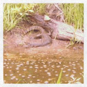 Water Monitor Lizard