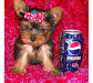 Cachorros De Yorkie Y Chihuahua Para Venta