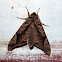 Common Forest Hawkmoth