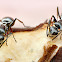 Silver Spiny Ants