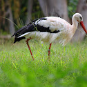 White Stork
