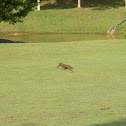 Monitor Lizard