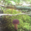 Bolete