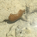 Encrusting coral