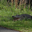 Alligator