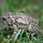 Fowler's Toad