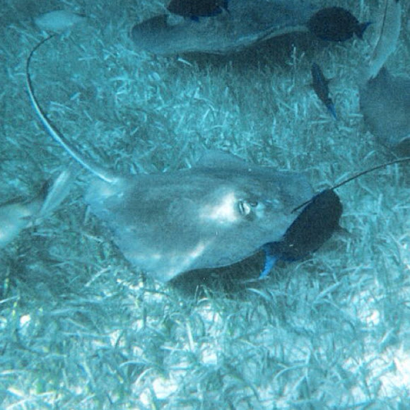 Spotting Image 1