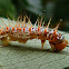 Emerald butterfly caterpillar
