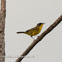Arañero cara negra (Masked yellowthroat)