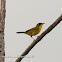 Arañero cara negra (Masked yellowthroat)