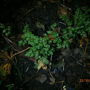 Wild Parsley