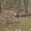 Eastern Grey Squirrel