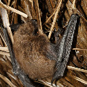 Big Brown Bat