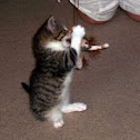 Tabby cat