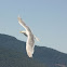 Glaucous-winged Gull