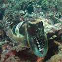 Cuttlefish