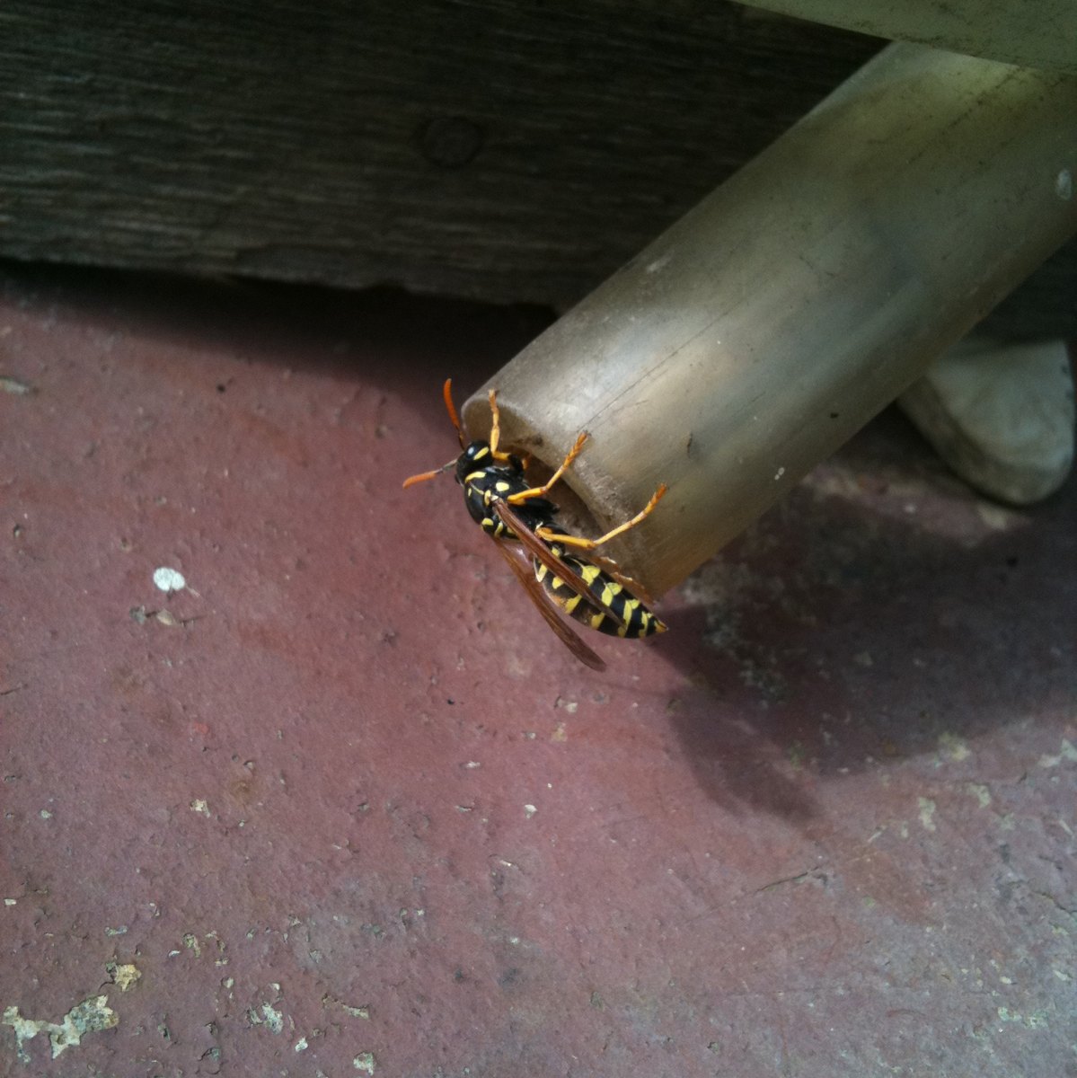 European Paper Wasp