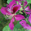 Purple Butterfly Orchid