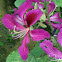 Purple Butterfly Orchid